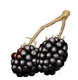 petits fruits - mûre