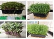 Grown without soil or artificial media