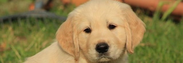chiot golden retriever à l'école du chiot chez nanette près d'alès