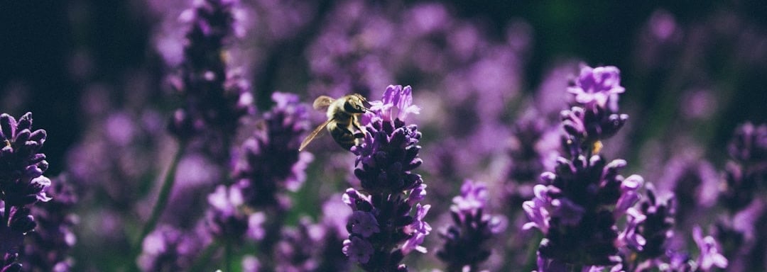 Bee on a lavender flower send inquiry