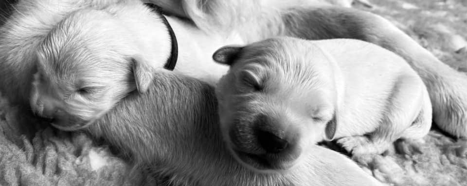 chiot golden retriever élevage
