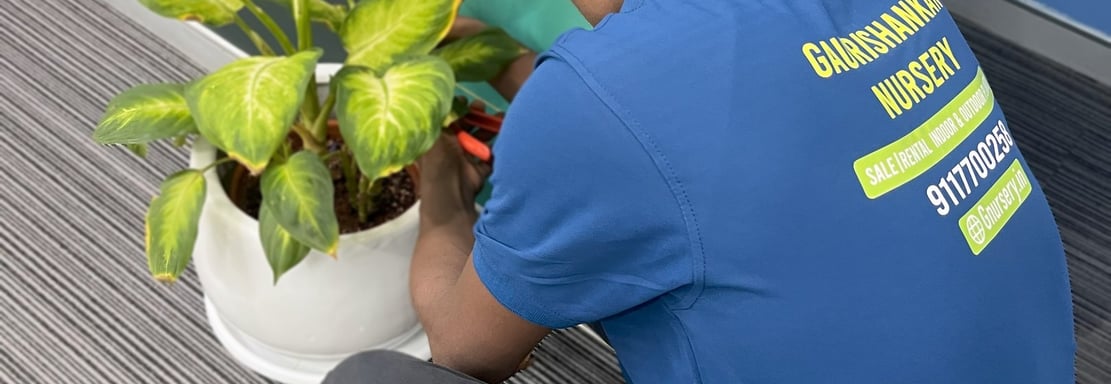 PLANT MAINTANANCE SERVICE AT OFFICE