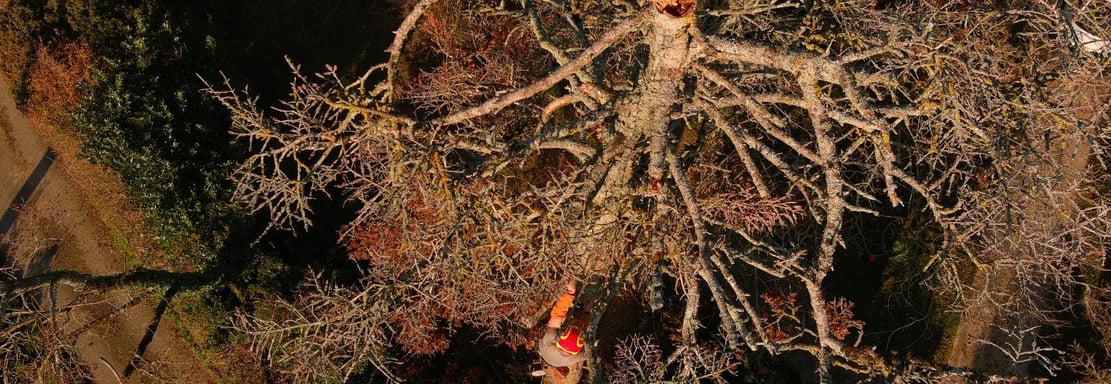 abattage arbre mort