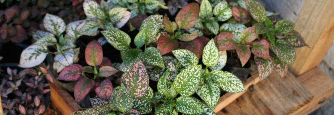 a bunch of plants that are sitting on a wooden table