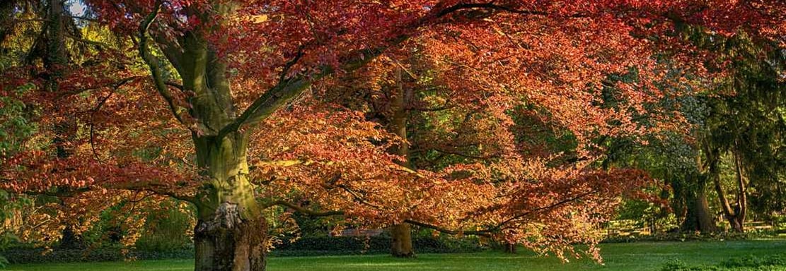 Tree Root Enhancement