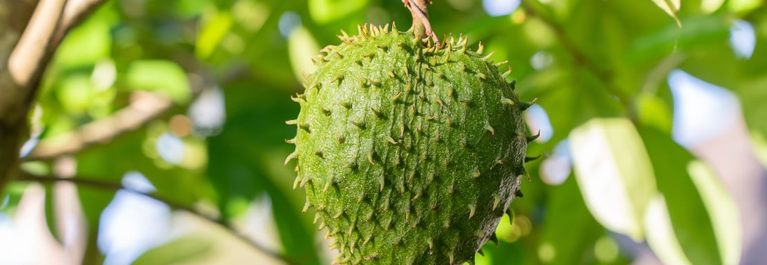 a fruit tree with a fruit on it