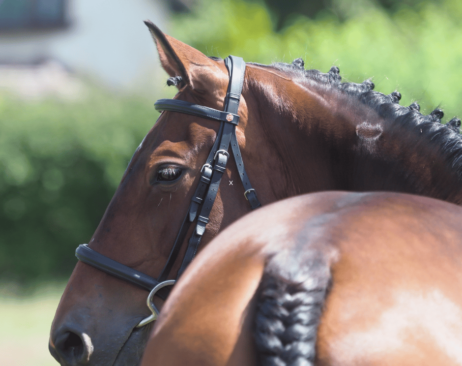 A show horse looking around, showing flexibility
