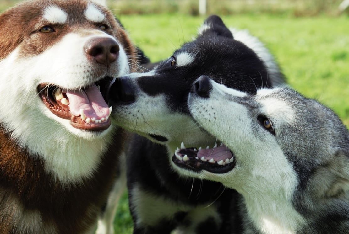 giochi tra tre alaskan malamute