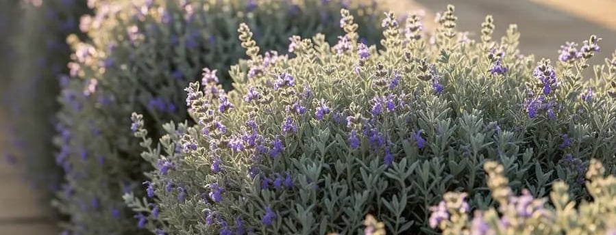 Teucrium alineado y recortado en flor. Ideal bordura