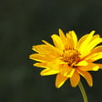 Fleur jaune resplendissante