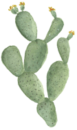 large cactus with yellow orange flowers
