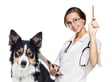 pet sitter