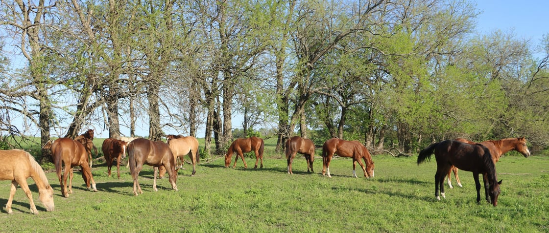 Yearlings for sale