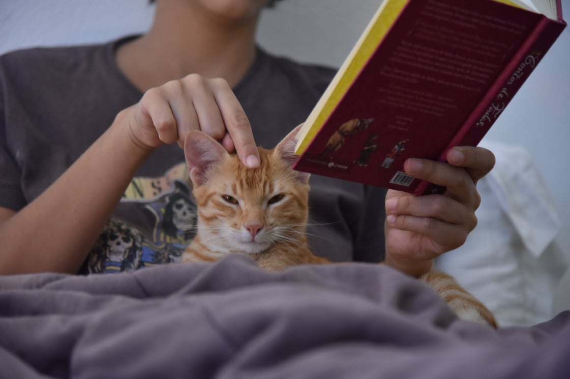 homem fazendo carinho em gato
