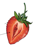 fruit sec indéhiscent - fruit complexe - akènes - fraise