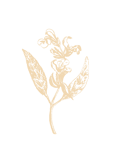 Sage herb