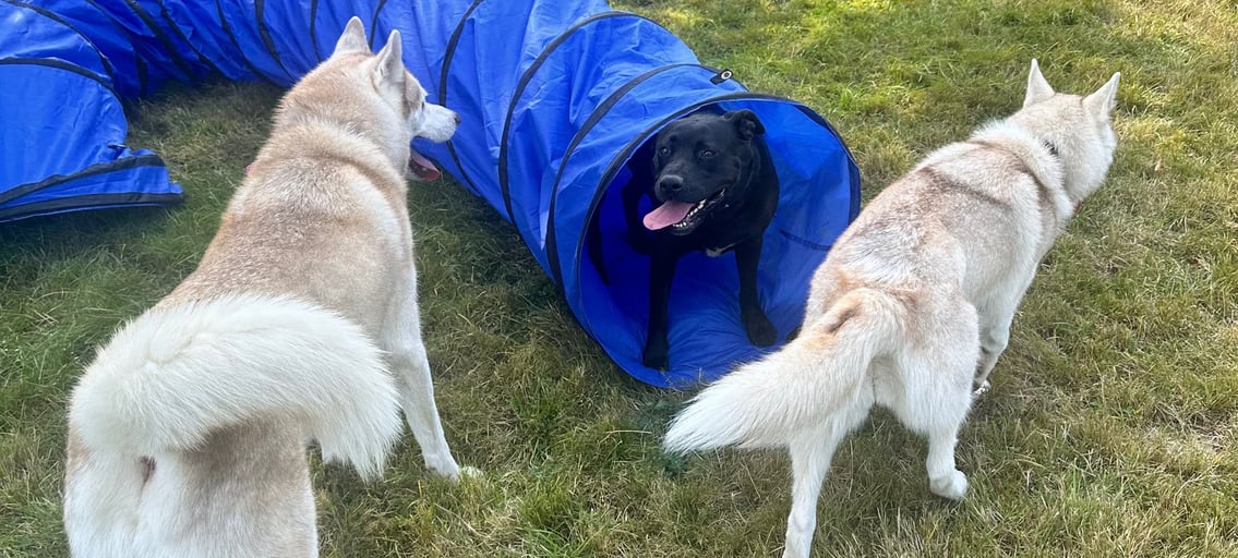 chien, tunnel, husky