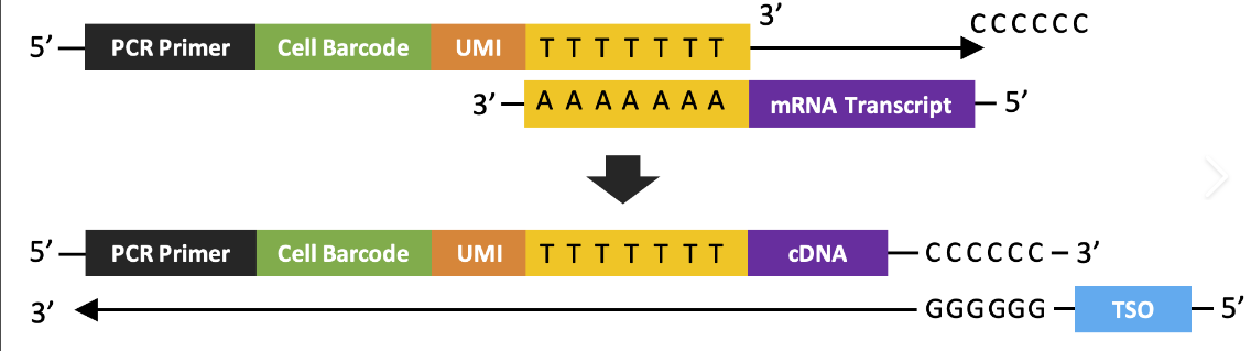 cell barcoding and UMIs affixation
