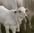 Picture of a calf.