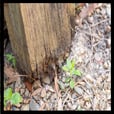 pressure treated fence rotted post