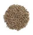 cumin seeds trader