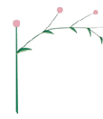 Inflorescence définie – Cyme unipare 