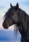cheval noir