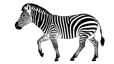 zebraboom