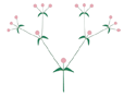 Inflorescence définie – Cyme bipare 