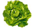 légume feuille - laitue