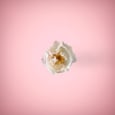 White rose in a ping background