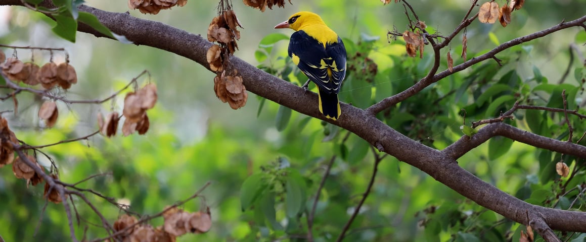 Netravali wildlife sanctuary: Hidden Gems in Goa