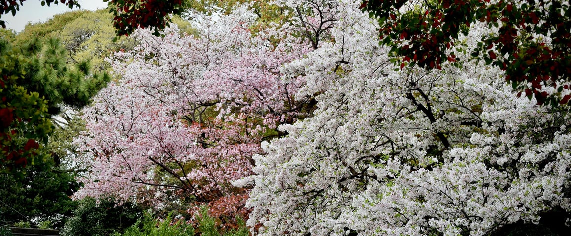 Best Cherry Blossoms in Japan: maruyama park, Kyoto
