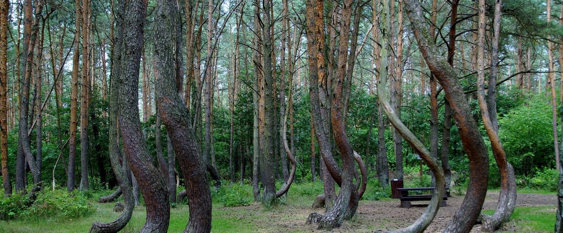 Crooked Forest, Poland – Crooked Forest, Poland – eerie twisted trees.