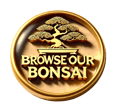 Decorative Medallion used as a button for link to view bonsai trees for sale.