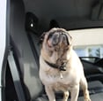 un chien dans un camion hydrocureur