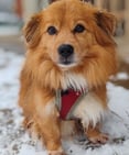 Doug
