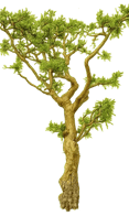frankincense source illustration