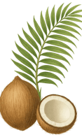 coconut illustration