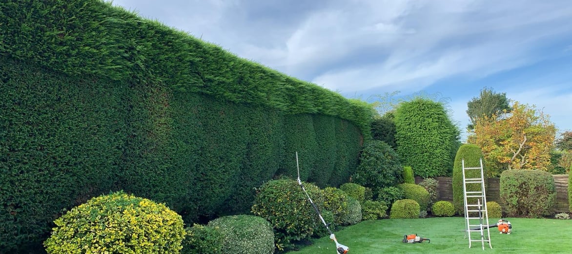 Precision cut high hedge 