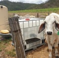Cow with IBC pod.