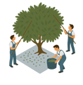 Workers using poles to traditionally harvest olives from an olive tree onto a ground net