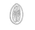Division cellulaire des algues