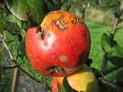 pomme rouge qui a une maladie et commence à pourrir, symbolise l'effet du stress sur la santé