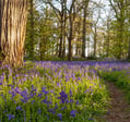 bluebells in a woodland