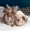 photo lapin de référence pour tufting personnalisé