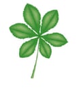 Feuille - palmée
