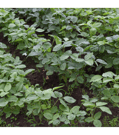 Cultivo Soja
