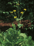 Plante - moutarde