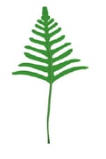 Feuille - pennée 